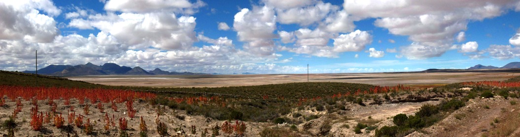 Campos de Quinua en Bolivia