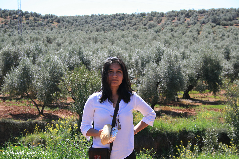 en los arboles de olivo, españa