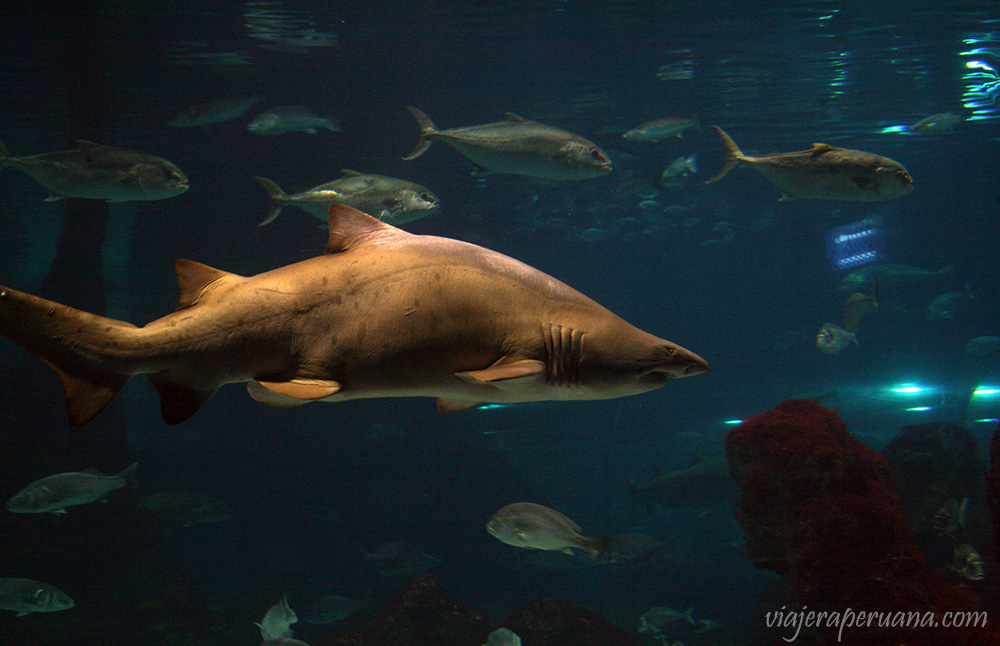 tiburon-acuario-barcelona-1